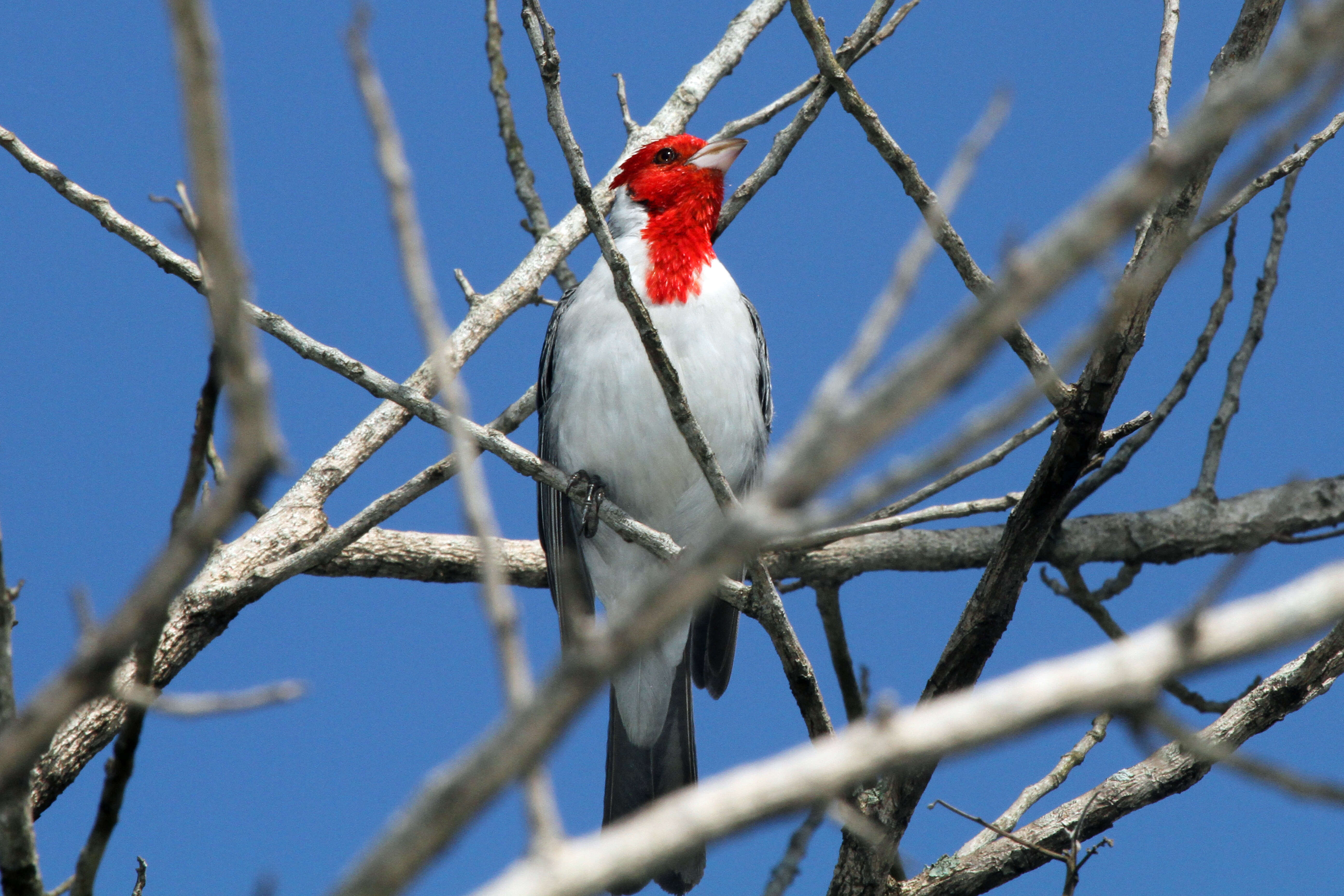 Image of Red-crested Cardinal