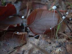 Rhizomarasmius setosus (Sowerby) Antonín & A. Urb. 2015的圖片