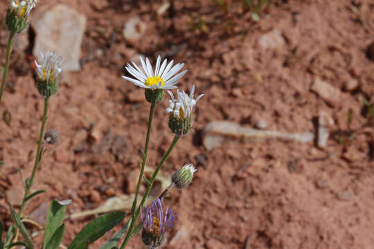 Image de Erigeron eatonii A. Gray