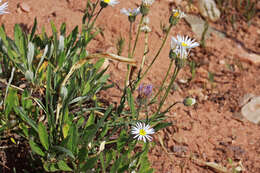 Image de Erigeron eatonii A. Gray