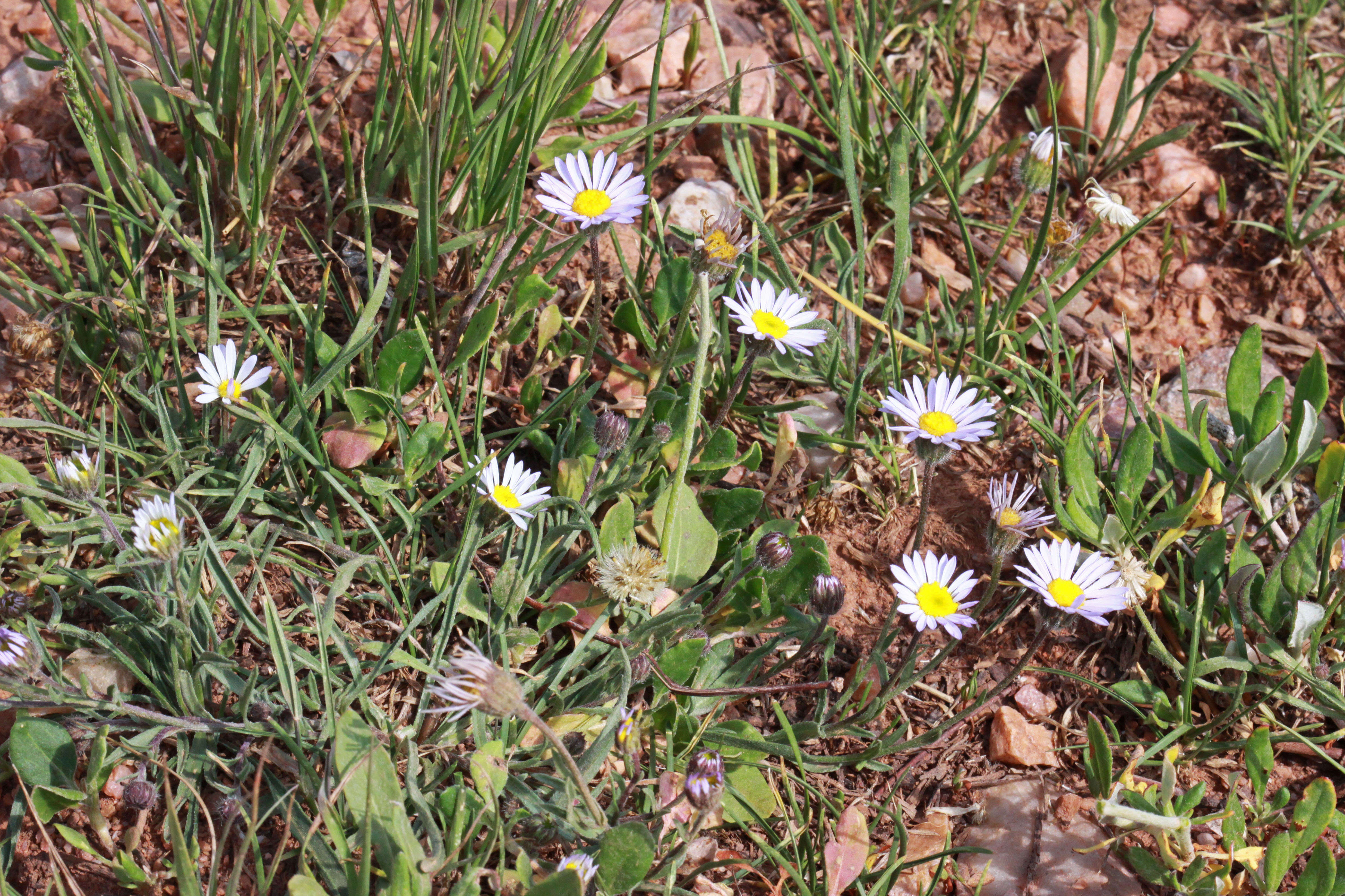 Image de Erigeron eatonii A. Gray