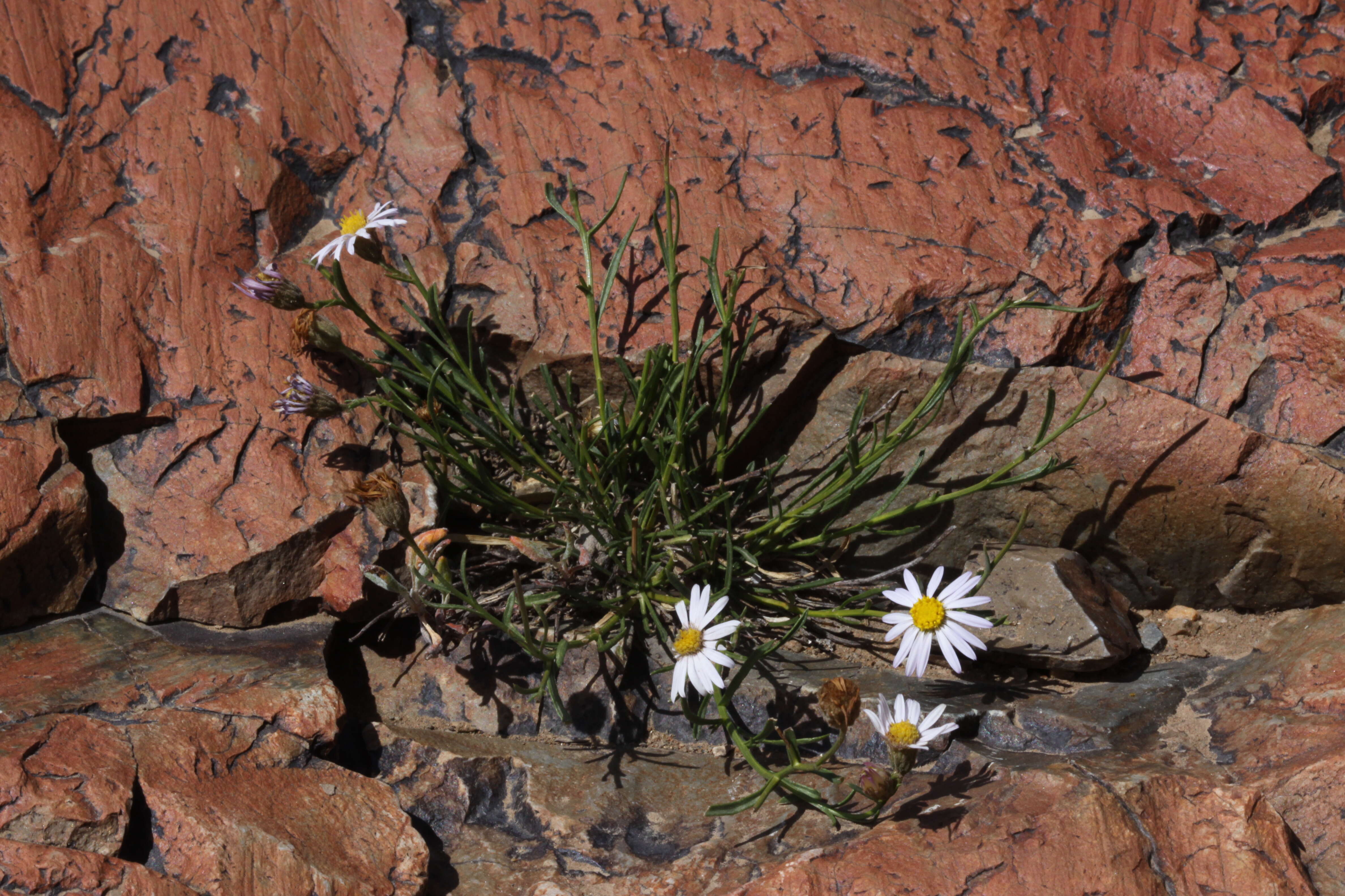 Image of sand fleabane