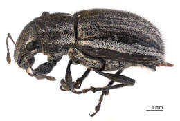 Image of Weevil