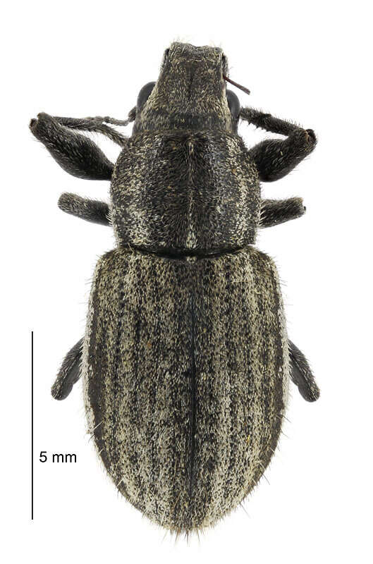 Image of Weevil