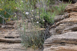 Image of Utah fleabane