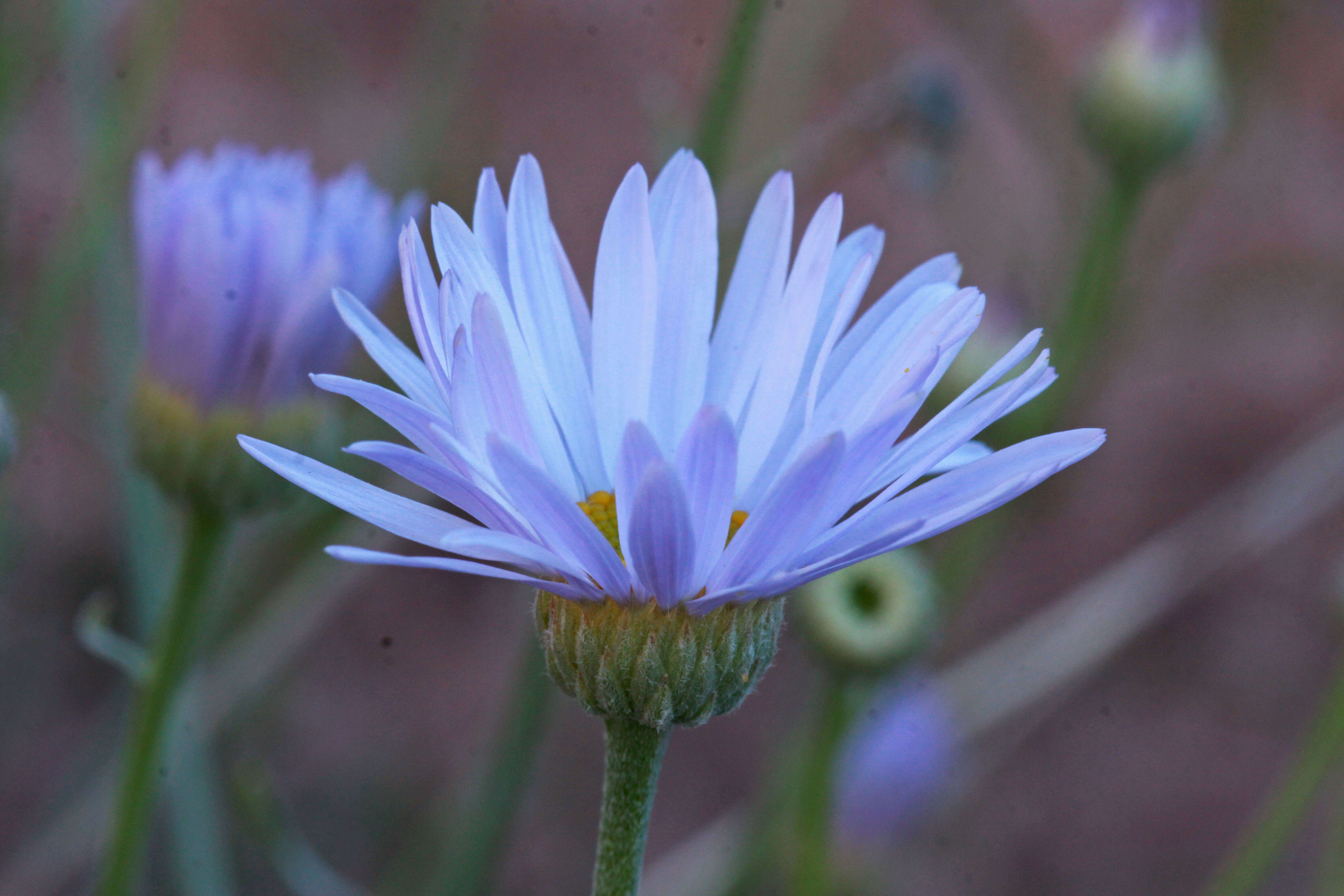 Image of Utah fleabane