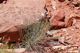 Image of Utah fleabane