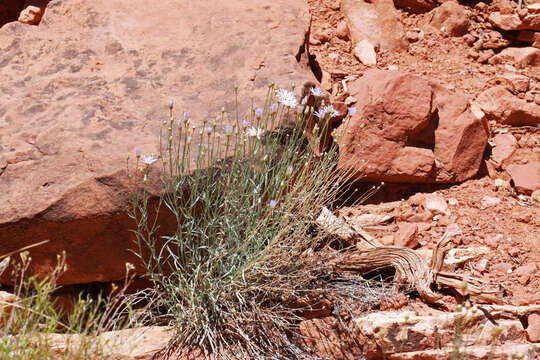 Image of Utah fleabane