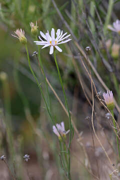 Image of Utah fleabane