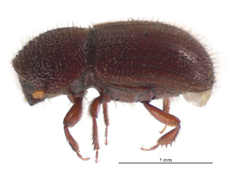 Image of Date Stone Borer