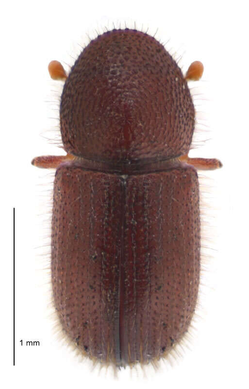 Image of Date Stone Borer