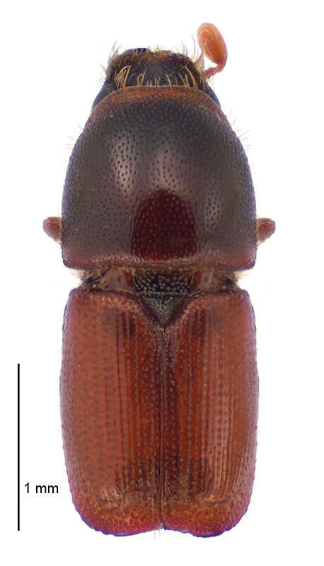 Image of Dutch elm disease beetle