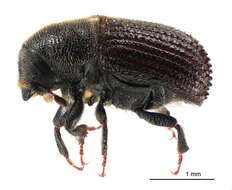 Image of Cedar Bark Beetles