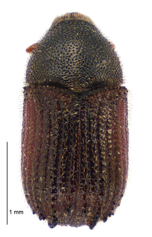 Image of Cedar Bark Beetles