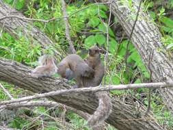 Image of Sciurus subgen. Sciurus Linnaeus 1758