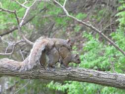 Image of Sciurus subgen. Sciurus Linnaeus 1758