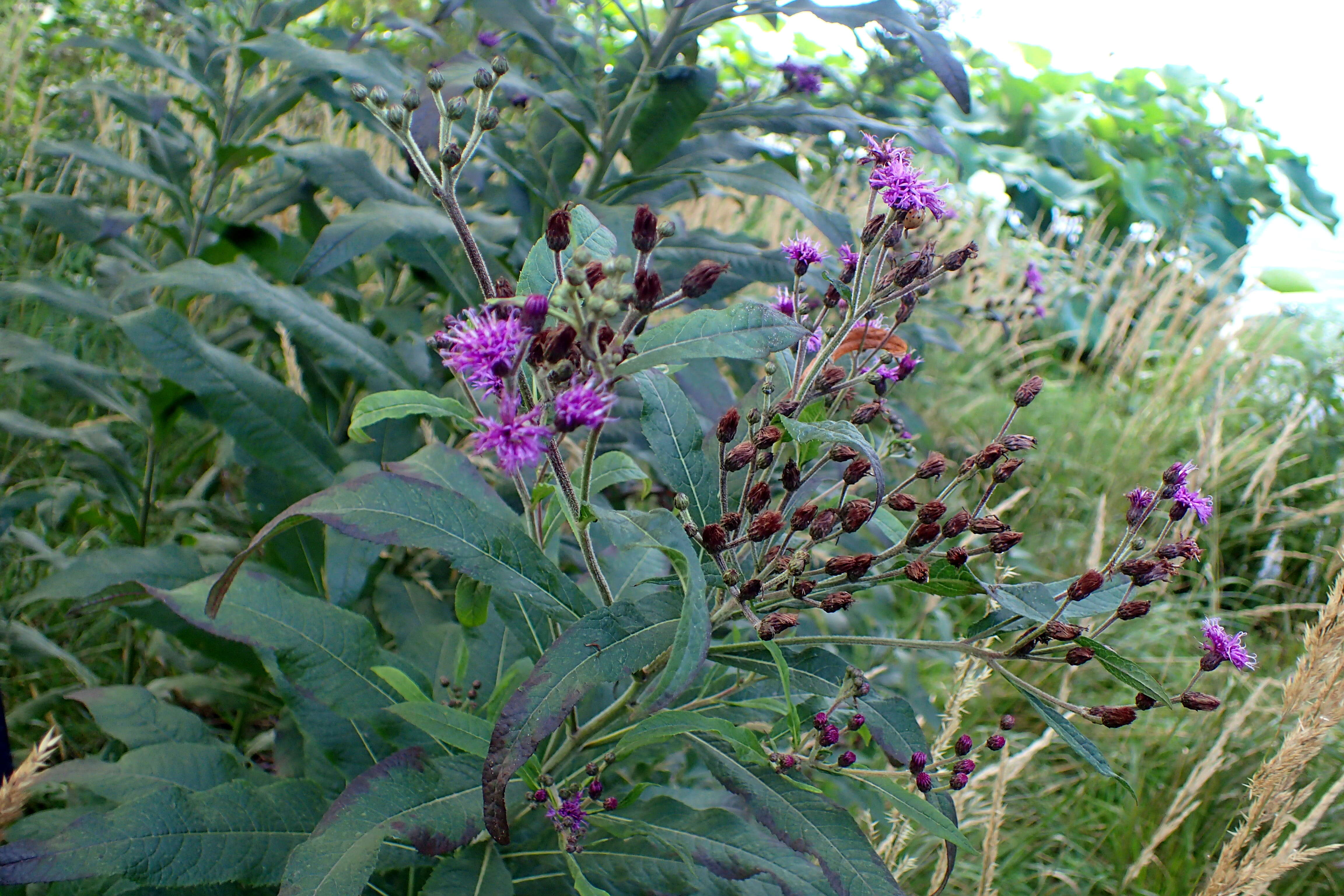 Imagem de Vernonia noveboracensis (L.) Willd.