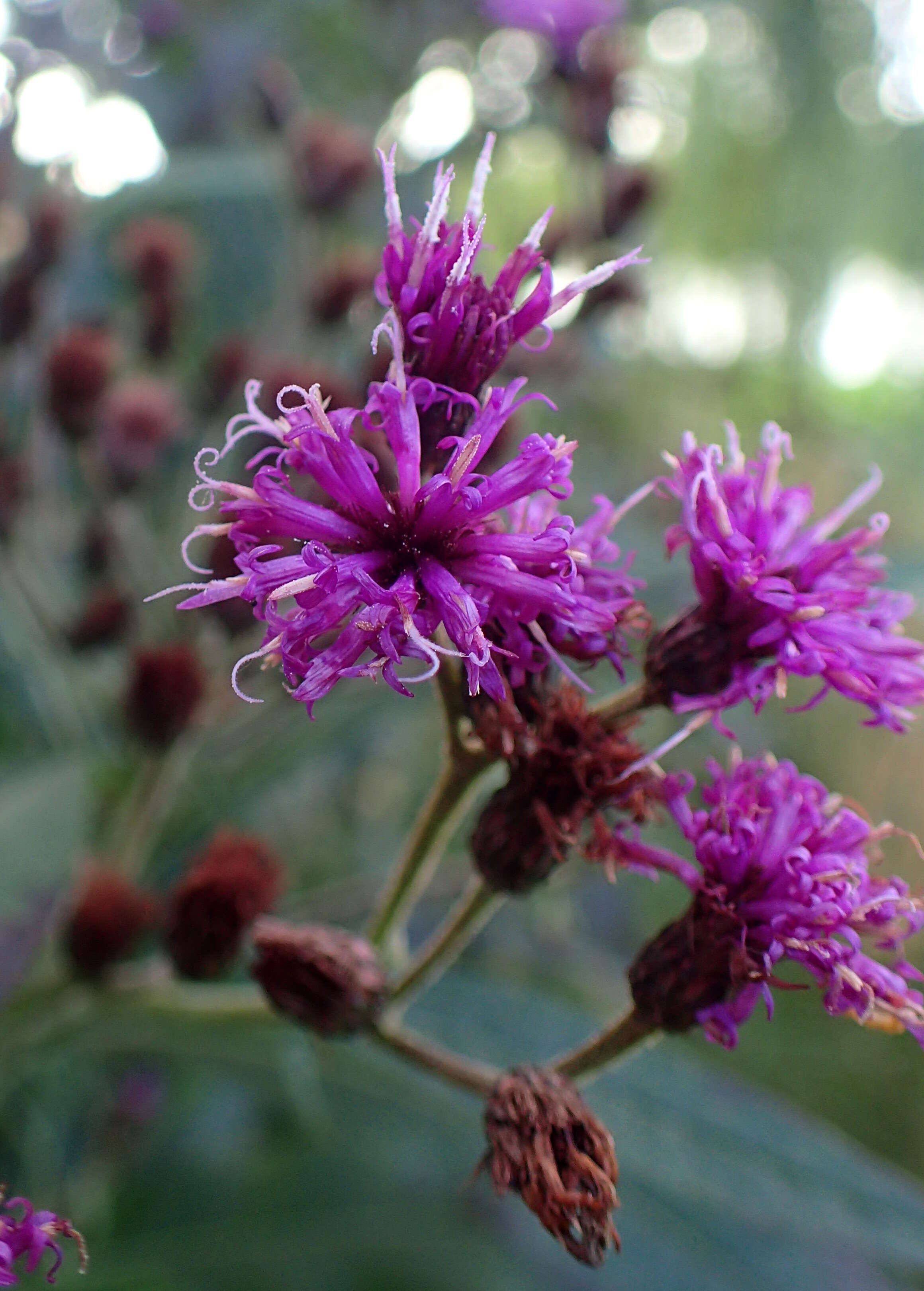 Image of New York ironweed