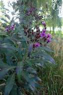 Imagem de Vernonia noveboracensis (L.) Willd.