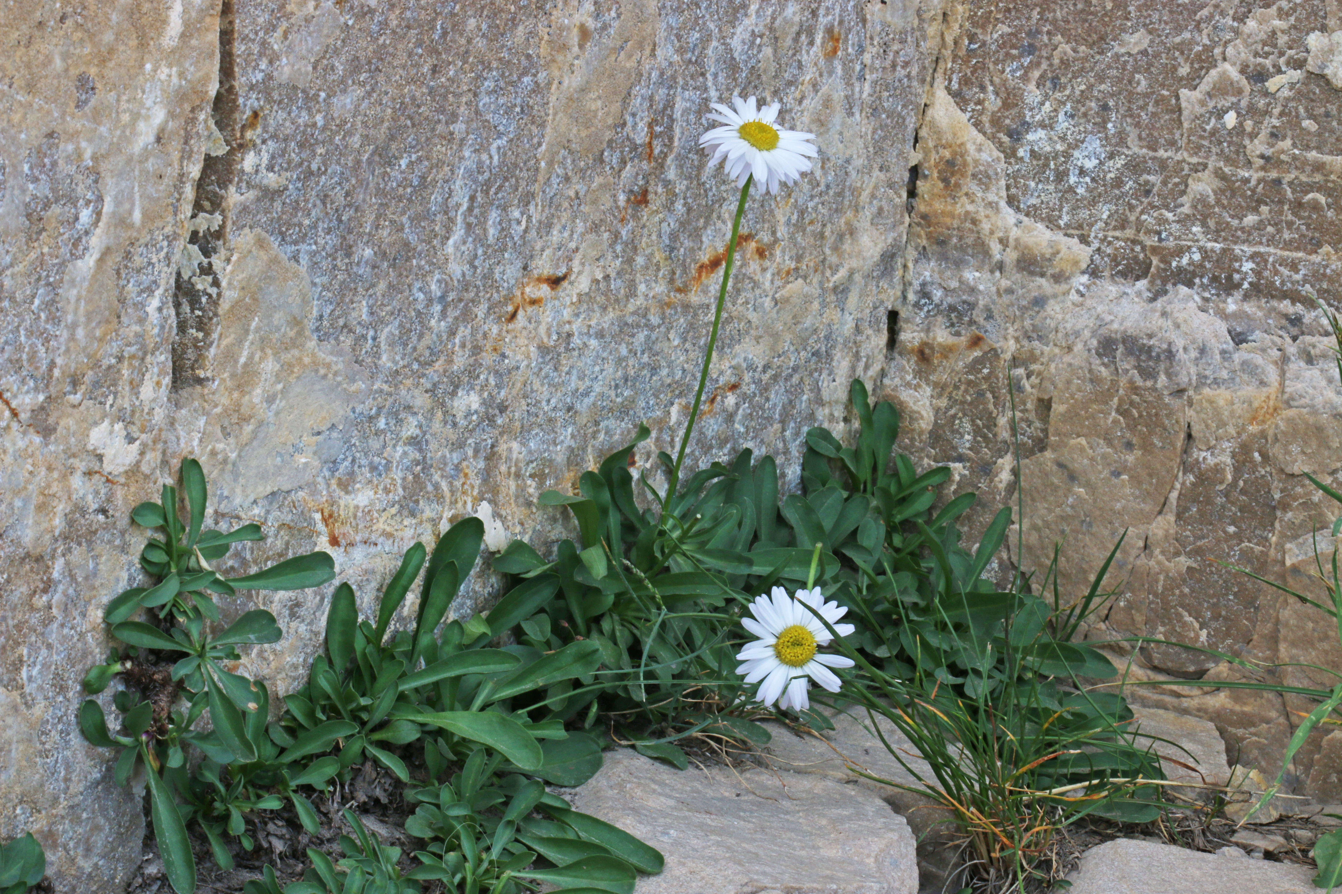 Image of Garrett's fleabane