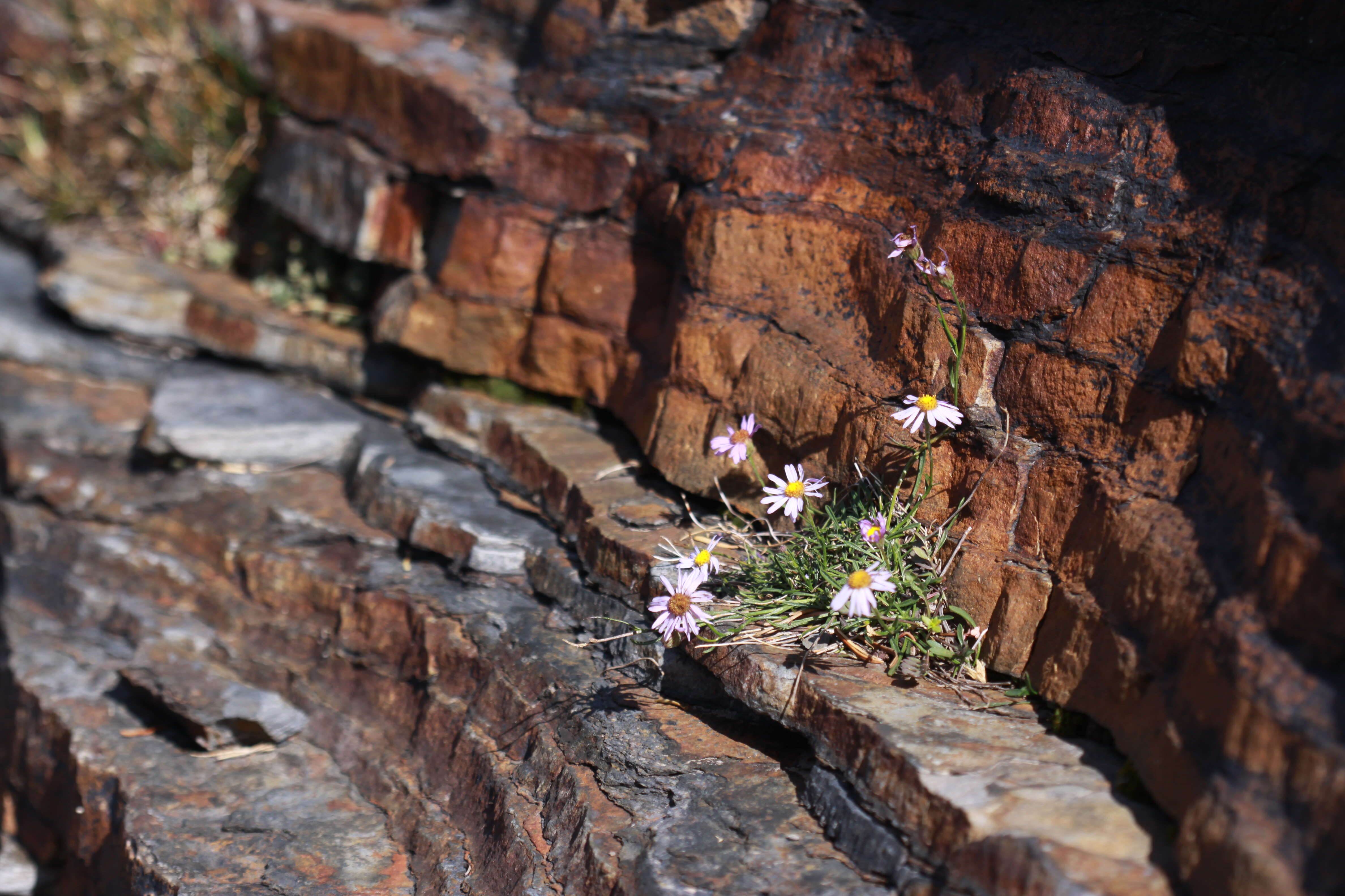 Image de Erigeron arenarioides (D. C. Eat. ex Gray) Rydb.