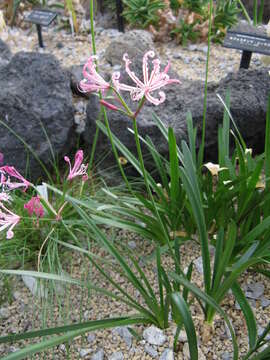 Image of Nerine humilis (Jacq.) Herb.