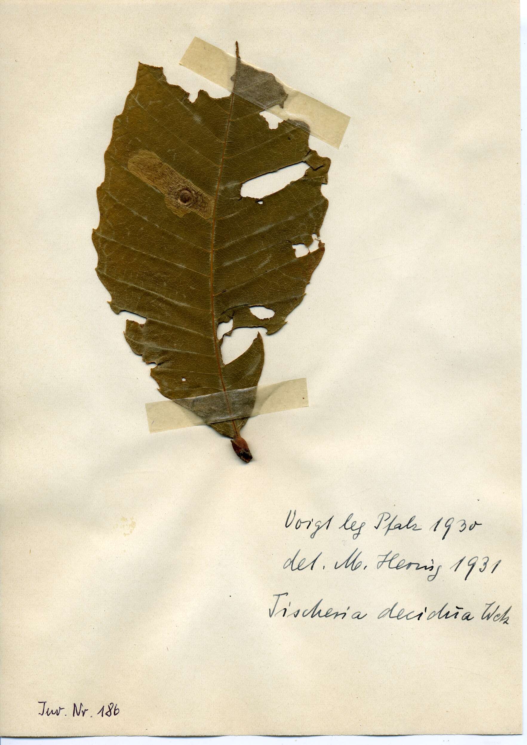 Image of Tischeria decidua Wocke 1876
