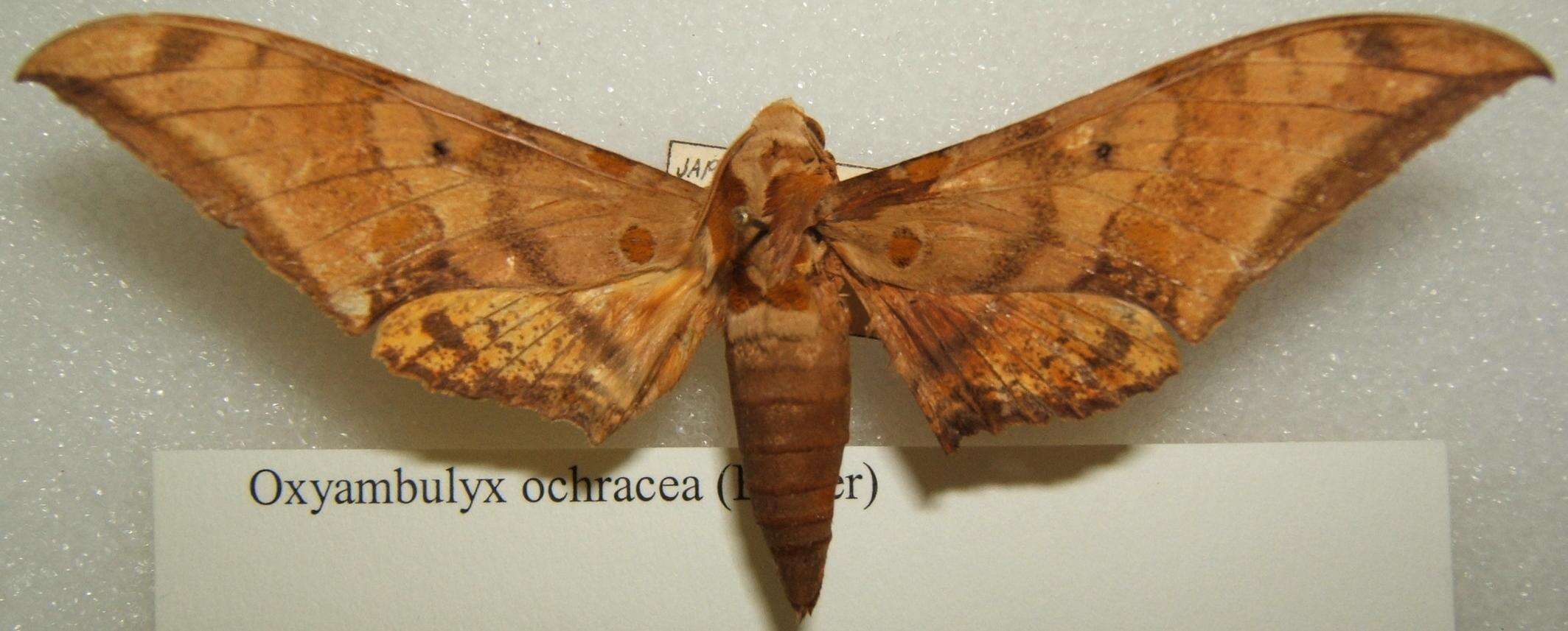 Image of Ambulyx ochracea Butler 1885