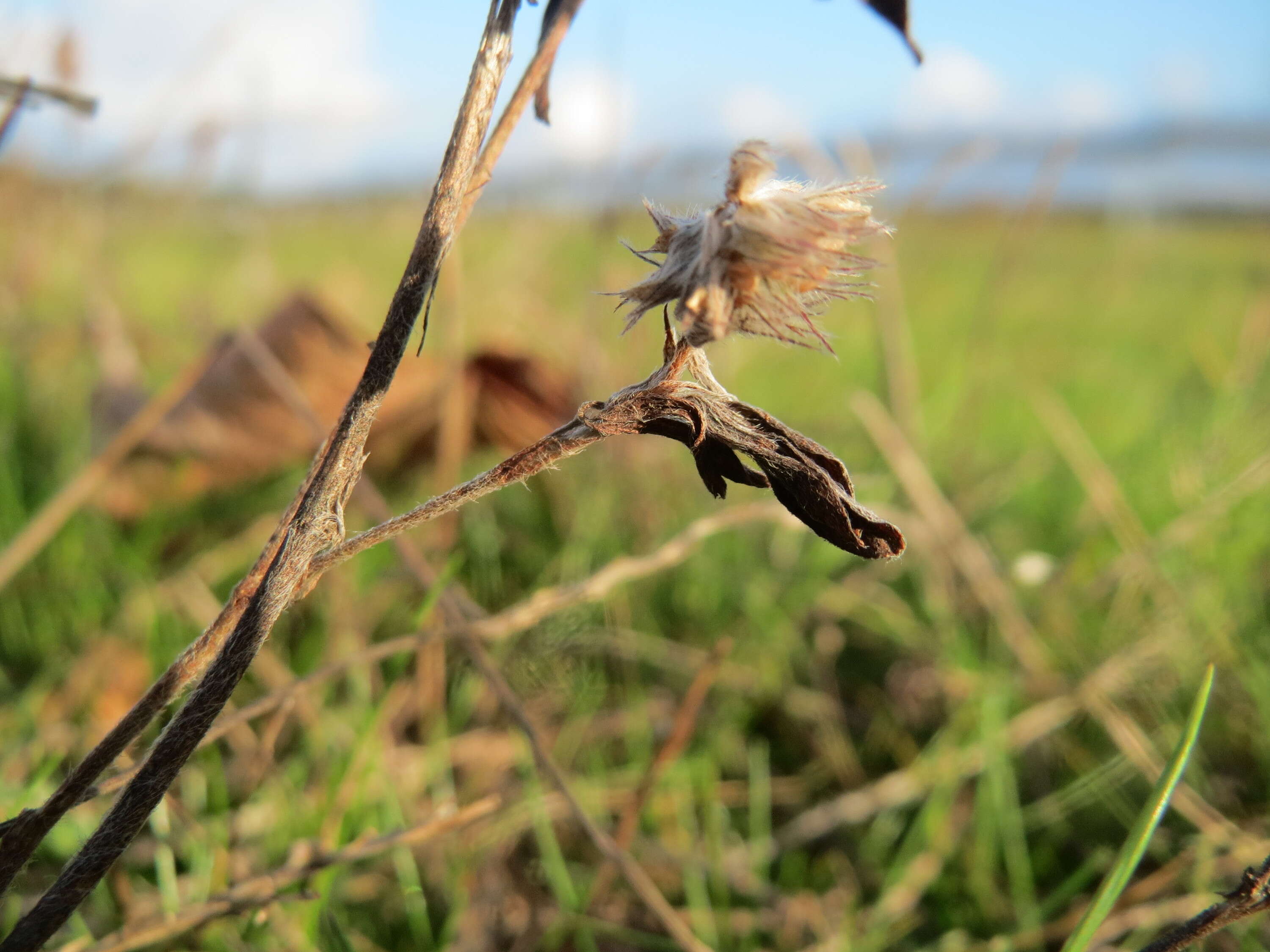 Imagem de Trifolium arvense L.