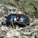 Image of Geodorcus capito (Deyrolle 1873)