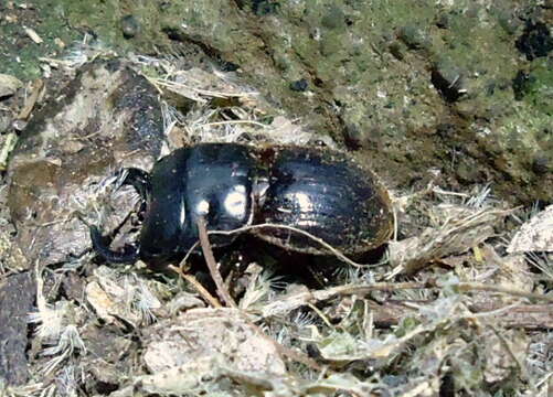 Image of Geodorcus capito (Deyrolle 1873)