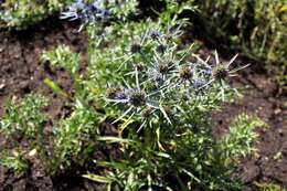 Image of amethyst eryngo