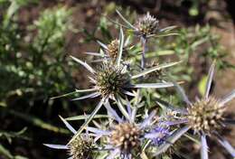 Image of amethyst eryngo