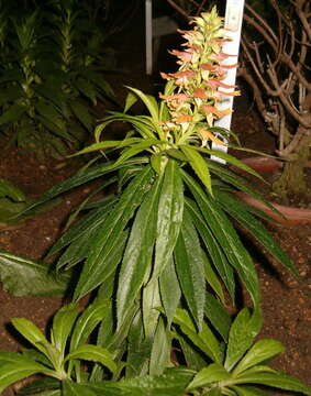 Imagem de Digitalis canariensis L.