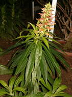 Imagem de Digitalis canariensis L.