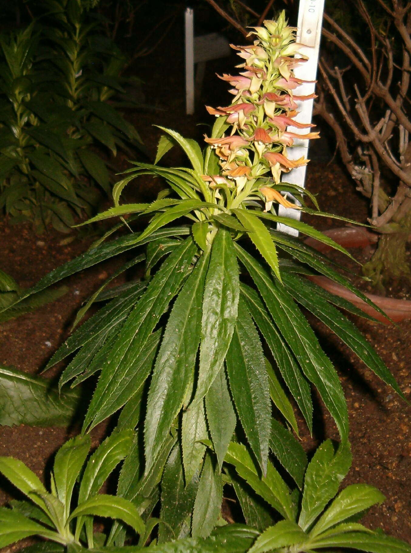 Imagem de Digitalis canariensis L.