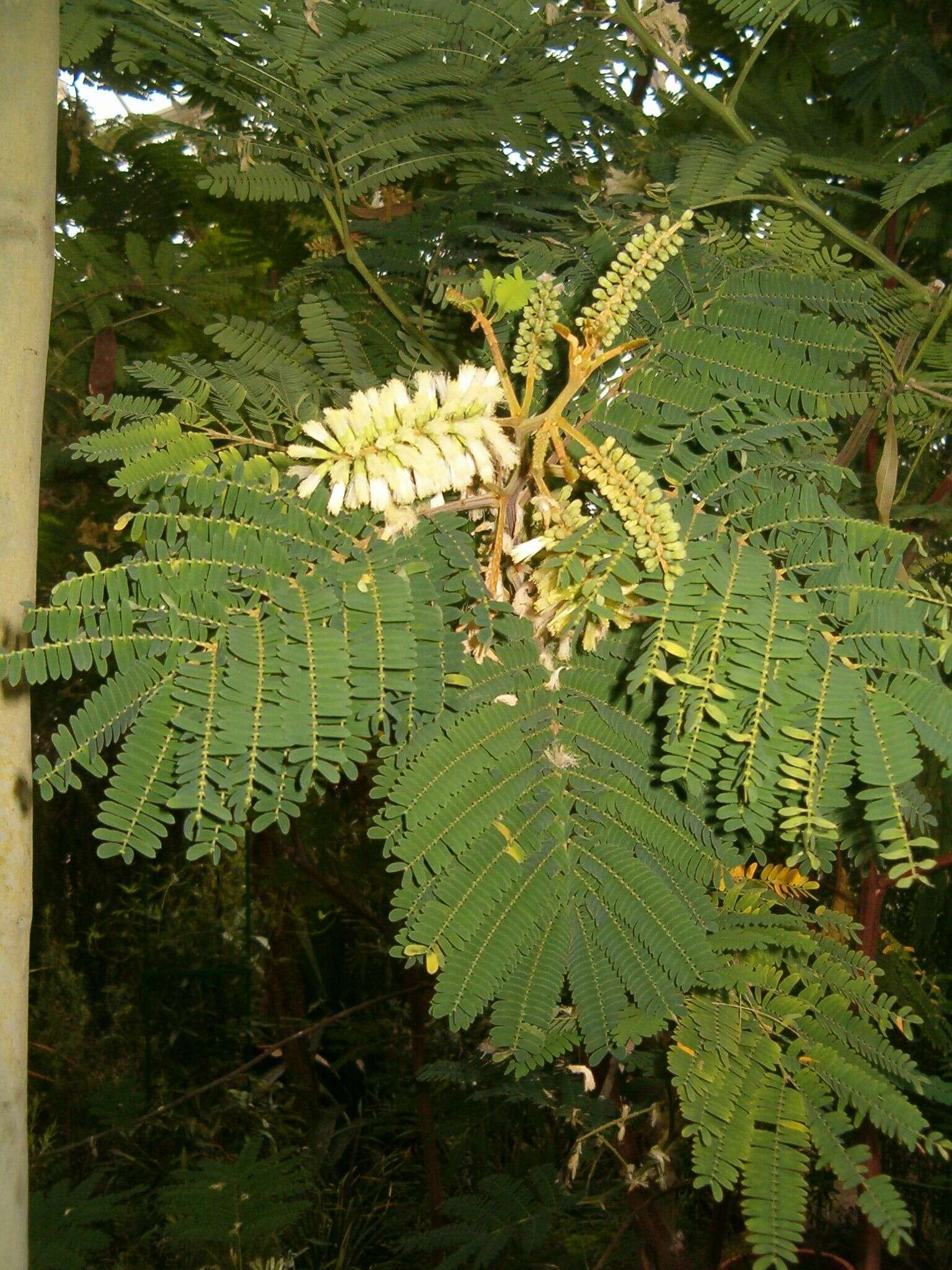 Image of plume albizia