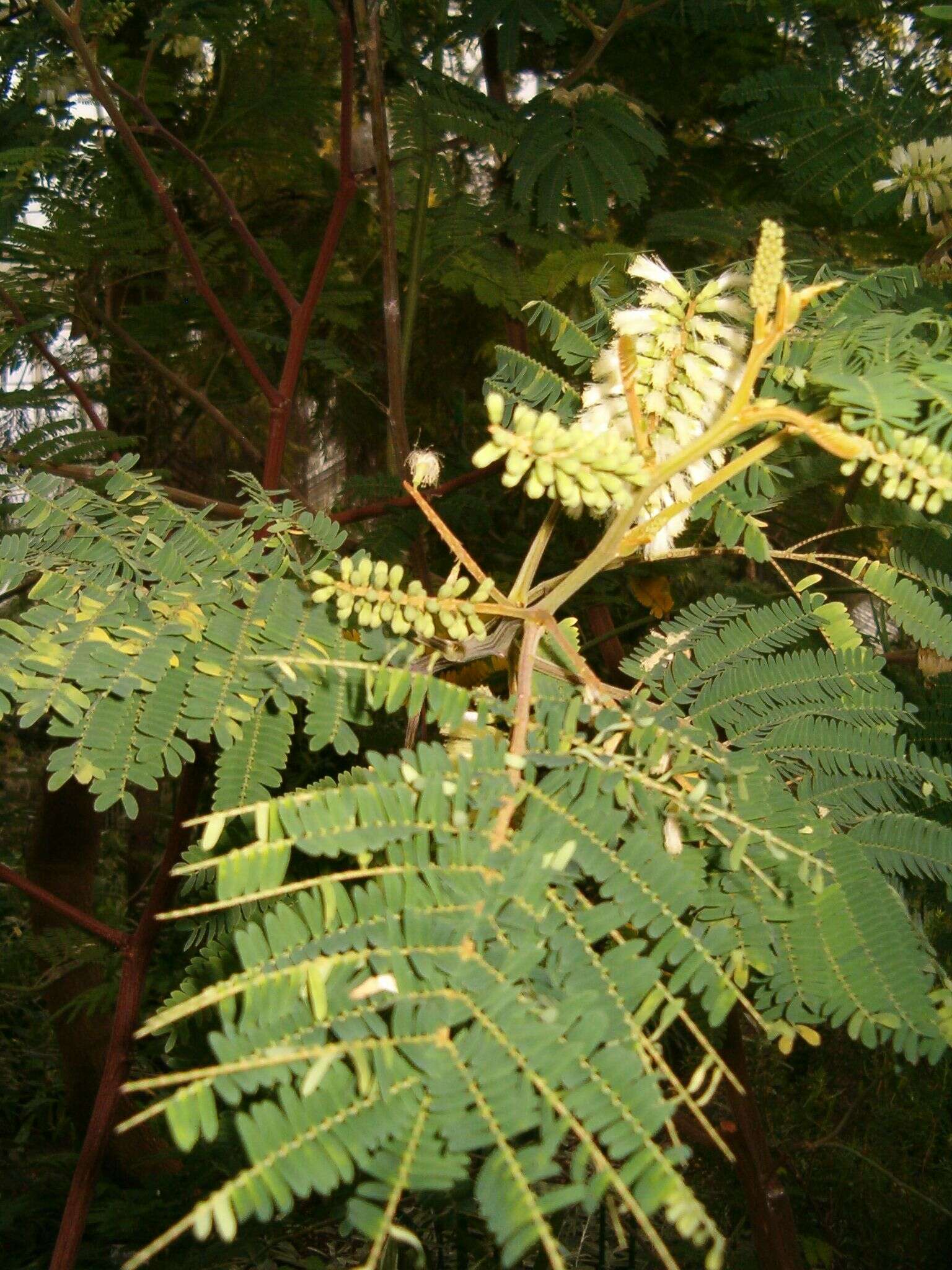 Image of plume albizia