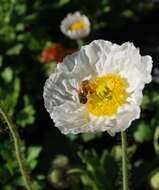 Image of Iceland Poppy