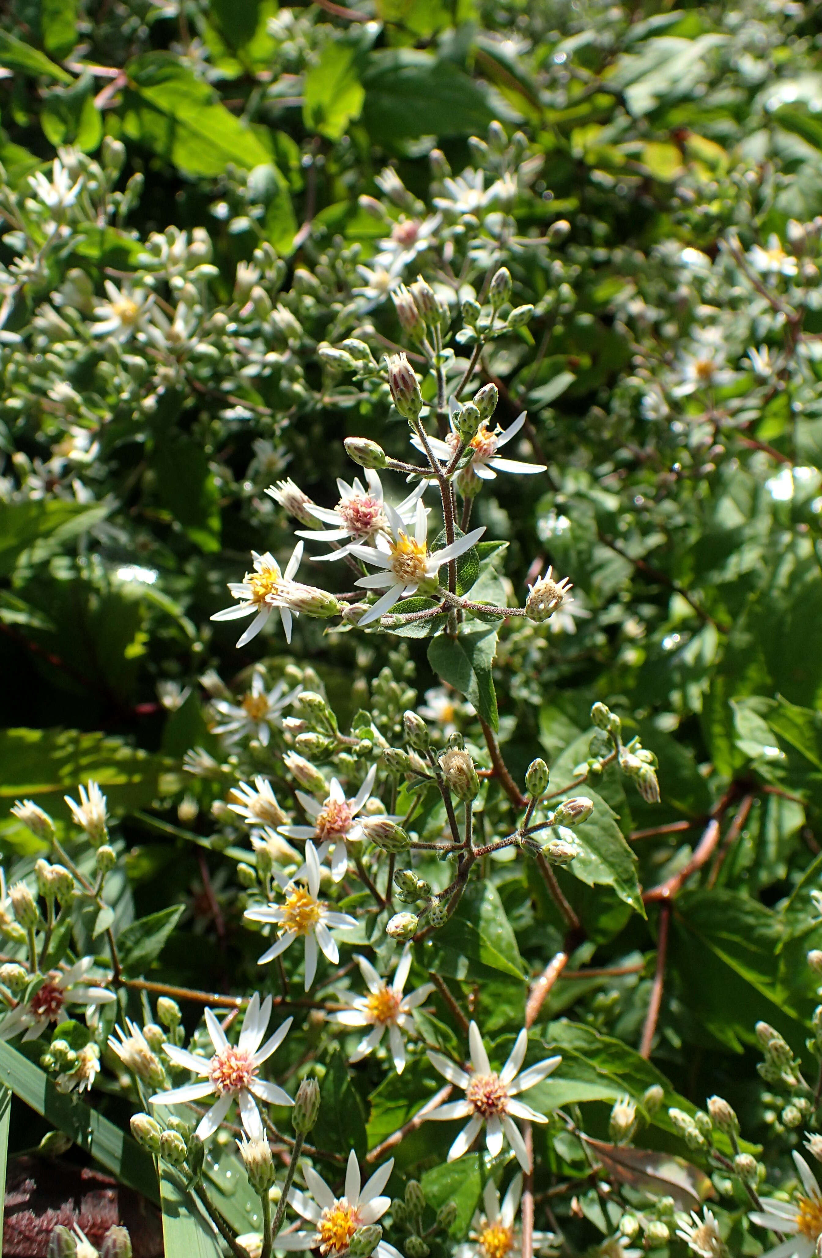 Image of white wood aster