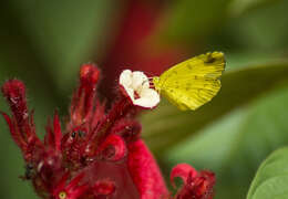 Image of red mussaenda