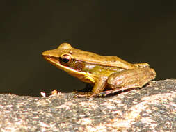 Image of Trivandrum frog