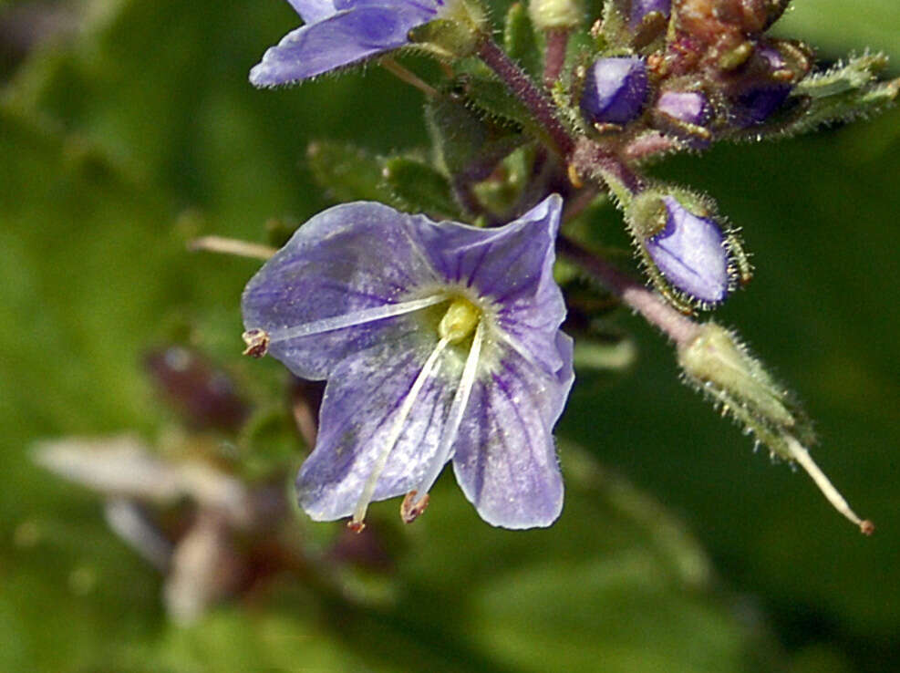 Image of Veronica ponae Gouan