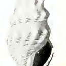 Image of Spirotropis laodice (Dall 1919)