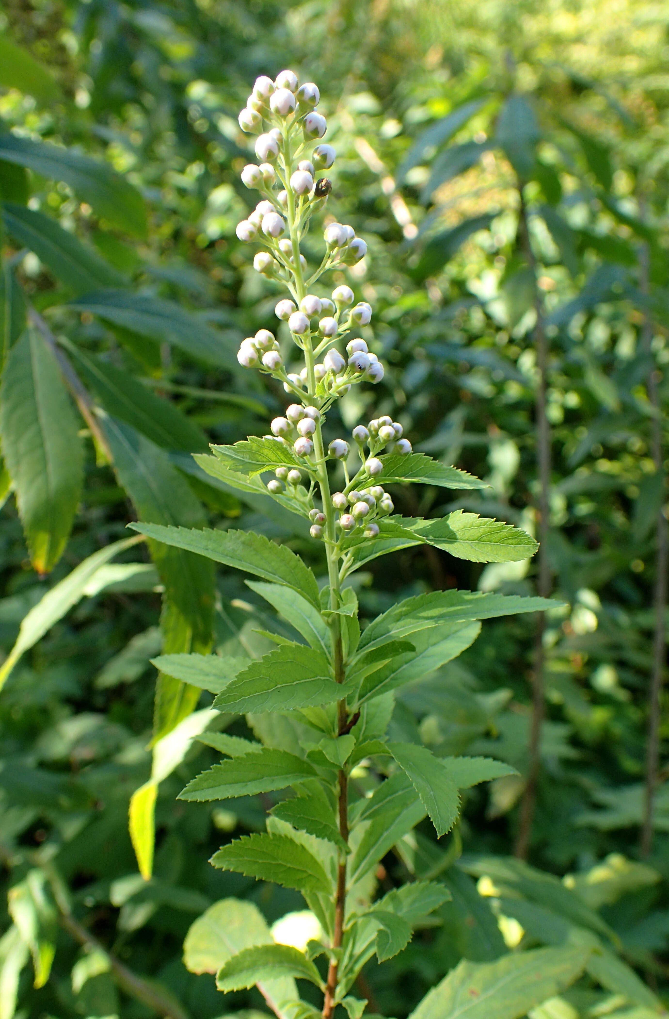 Imagem de Spiraea alba Du Roi