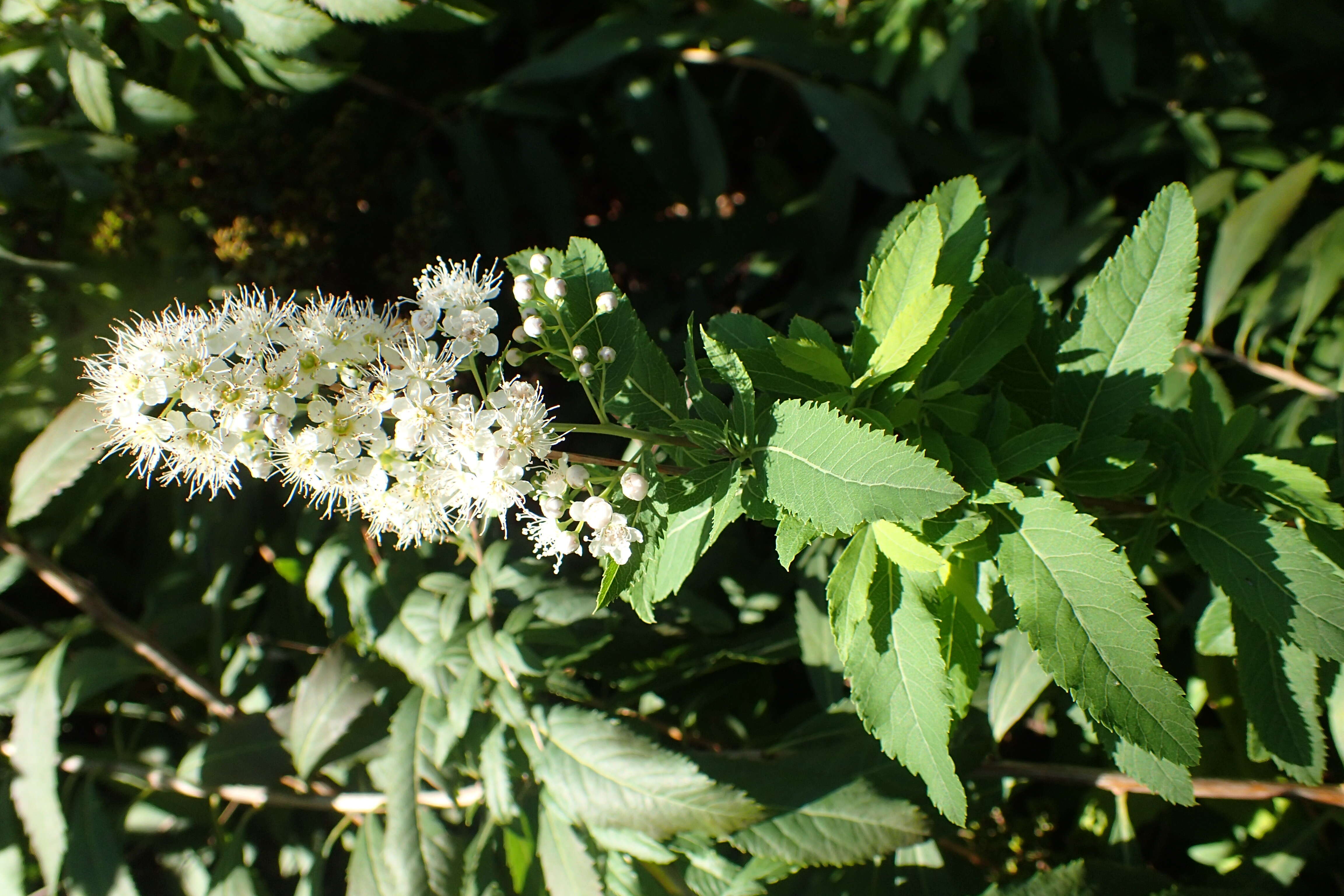 Image of white meadowsweet