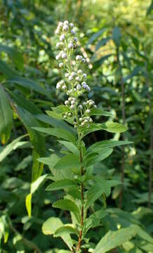 Image of white meadowsweet