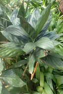 Image de Chamaedorea metallica O. F. Cook ex H. E. Moore