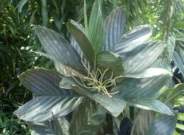 Image de Chamaedorea metallica O. F. Cook ex H. E. Moore