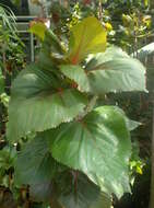 Image de Acalypha wilkesiana Müll. Arg.